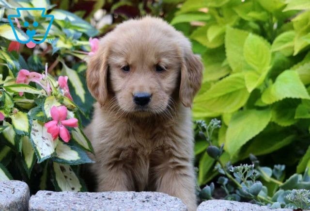 Heaven Golden