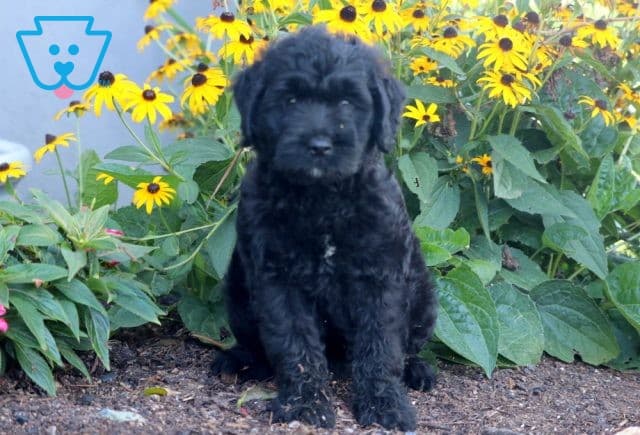Honey Mini Goldendoodle 1-001