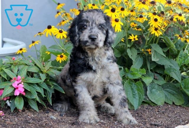 Hope Mini Goldendoodle 1-001