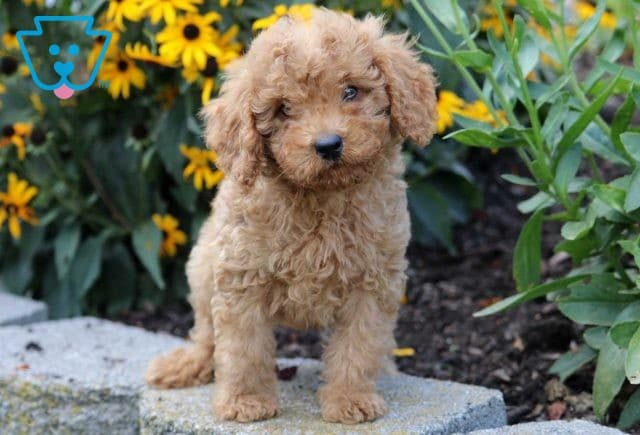 Isby Mini Goldendoodle