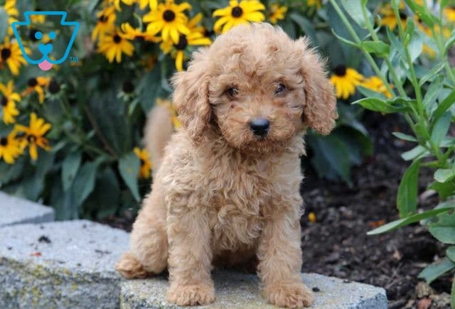 Isby Mini Goldendoodle2
