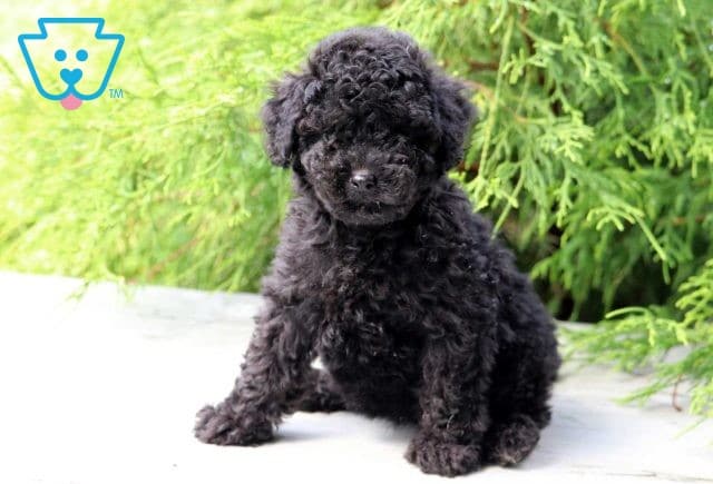 Jada Cockapoo