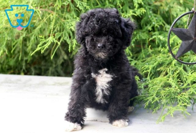 Jakey Cockapoo