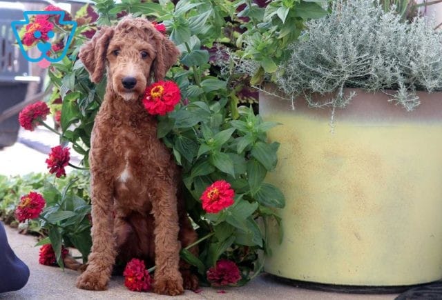 Jamie Mini Goldendoodle Retake