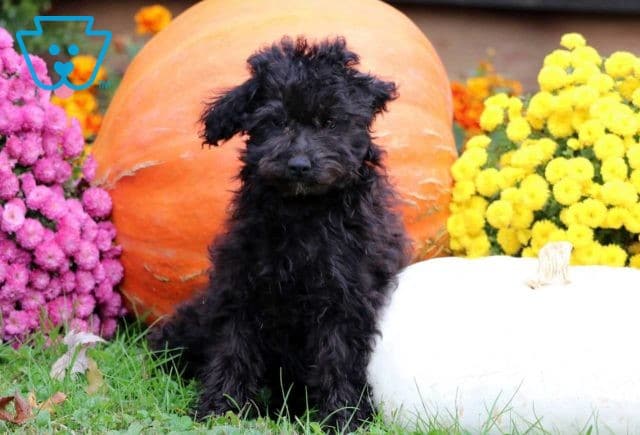 Jazzy Mini Goldendoodle Retake