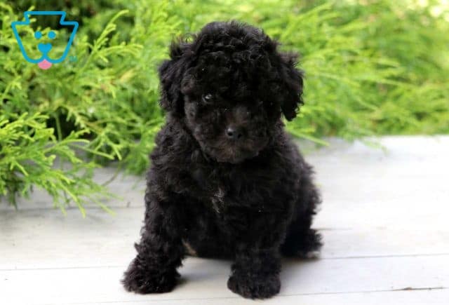 Jojo Cockapoo