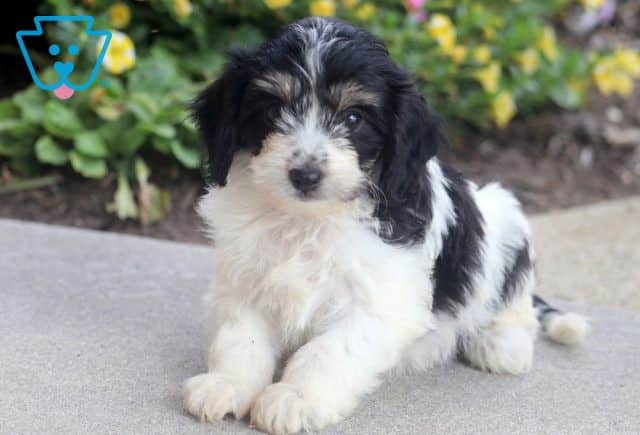 Josie Cavachon 1-001