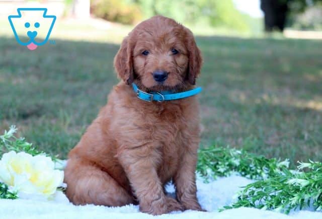 Kermit Goldendoodle 1-001