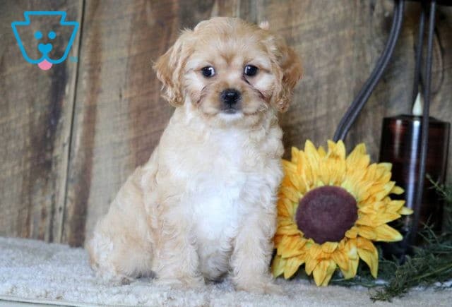 Kipper Cavapoo