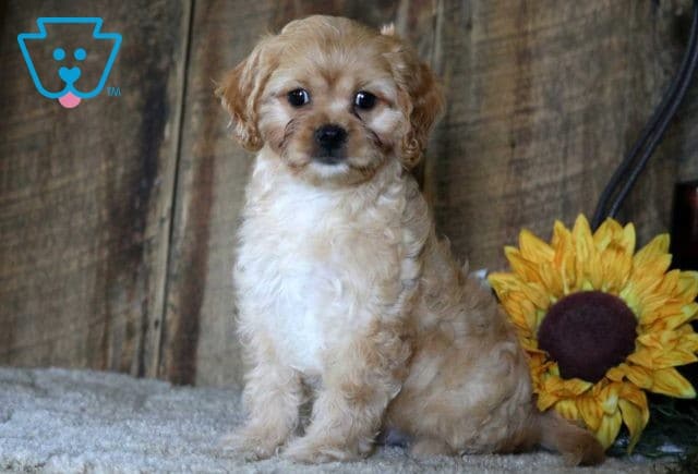 Kipper Cavapoo2