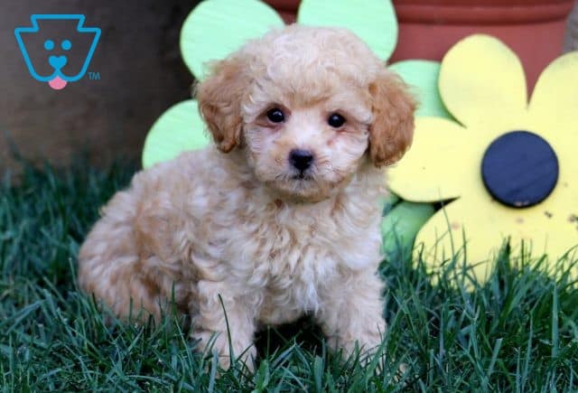Kit Kat Toy Poodle 1-001