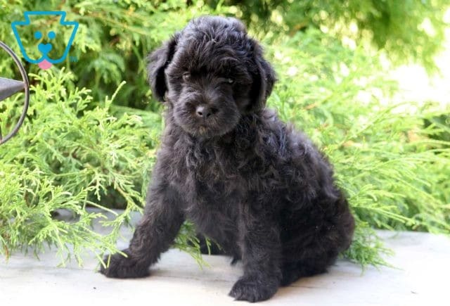 Laney Mini Goldendoodle