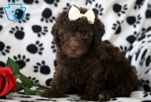 Lee Mini Poodle