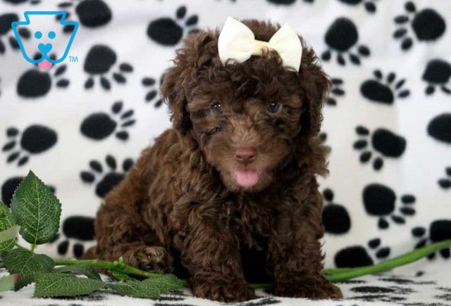 Lee Mini Poodle2