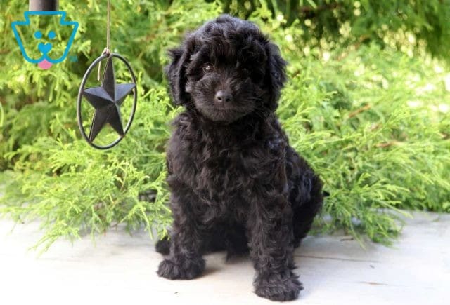 Lenna Mini Goldendoodle