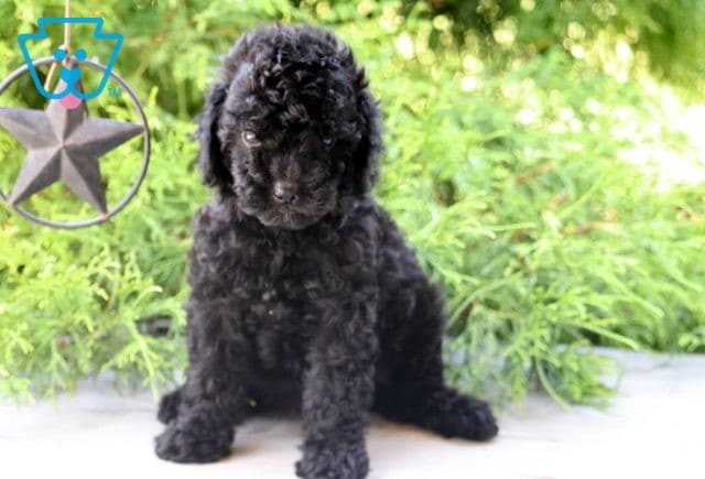Leona Mini Goldendoodle
