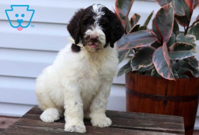 Liam Goldendoodle