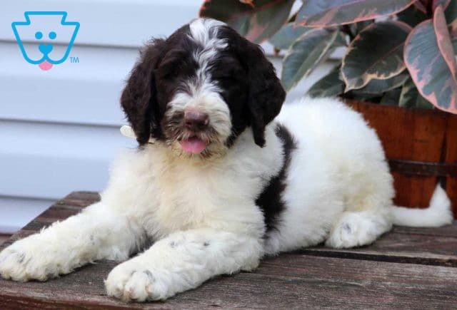 Liam Goldendoodle2
