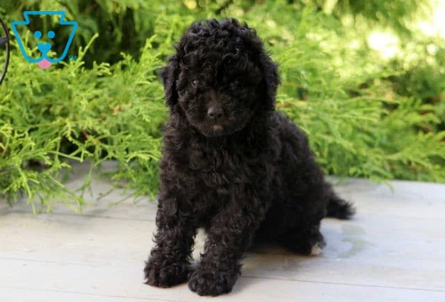 Lillian Mini Goldendoodle