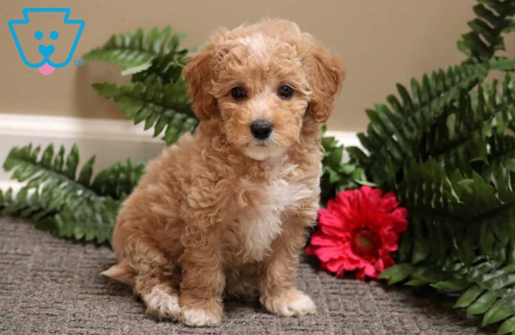 poodle near me for sale