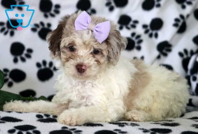 Liz Mini Poodle