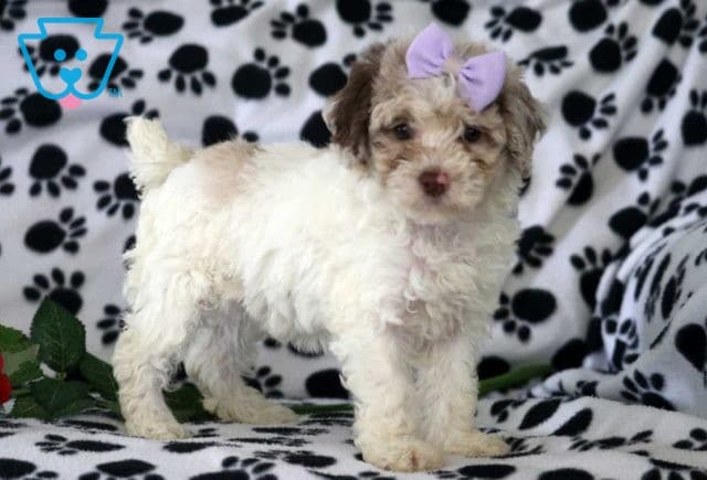 Liz Mini Poodle2