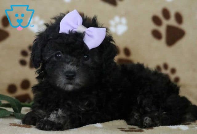 Lolli Toy Poodle
