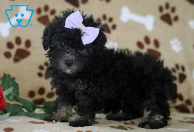Lolli Toy Poodle2