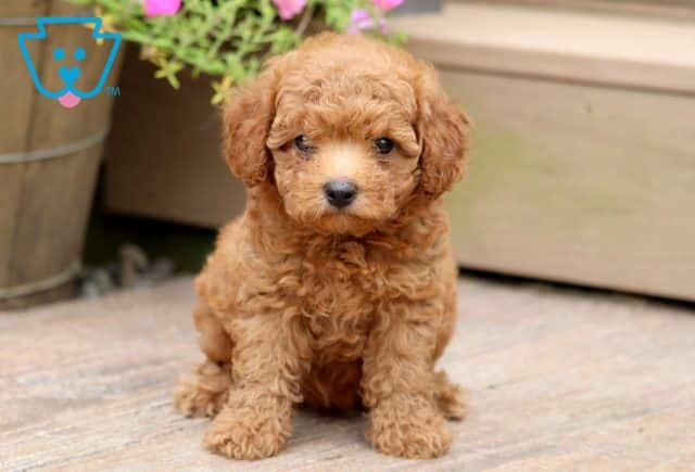 Mable Mini Poodle 1-001