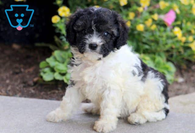 Muffin Cavapoo 1-001