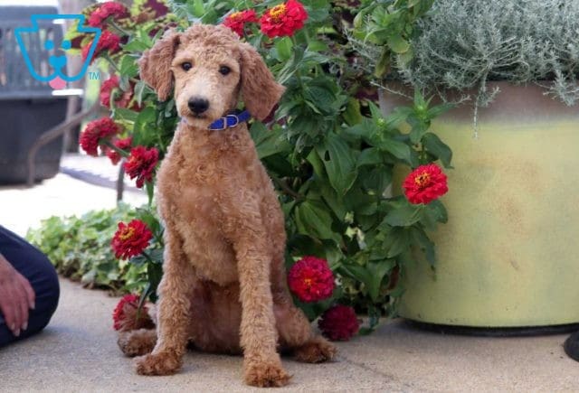 Muffin Mini Goldendoodle Retake