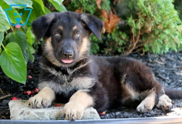 Nashville German Shepherd 1-001