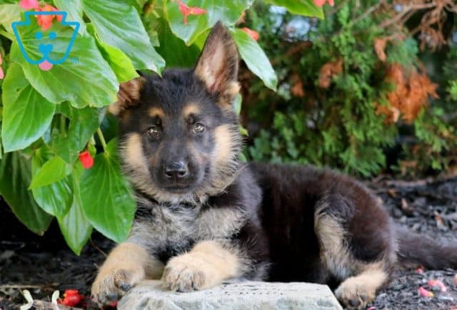 Nelson German Shepherd 1-001
