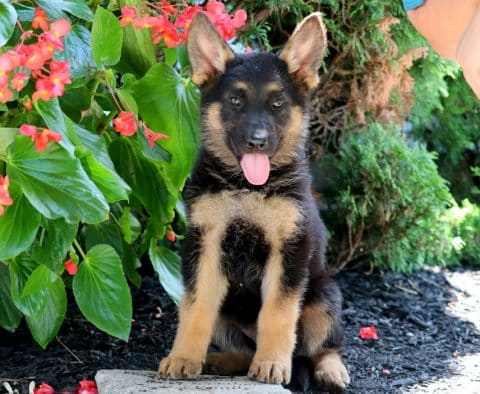 German Shepherd Puppies for Sale | Purebred German Shepherd Breeders