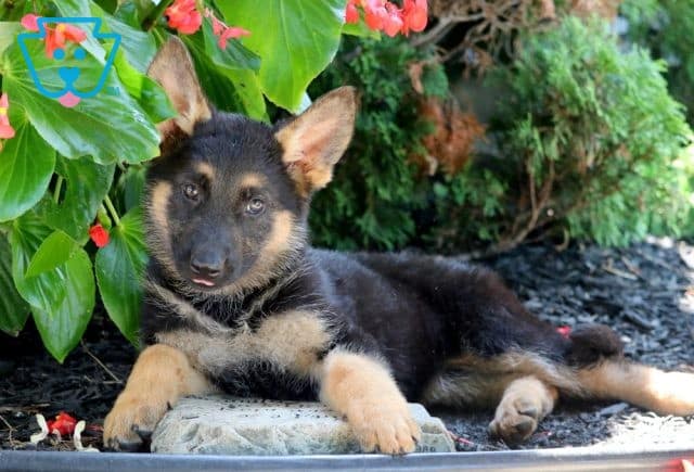Nemi German Shepherd 1-001