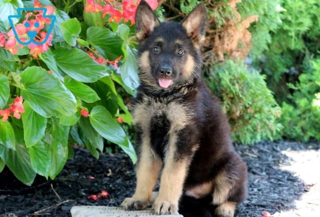 Nitro German Shepherd 1-001