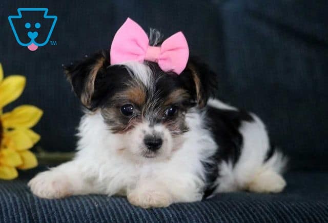 Paige Yorkie