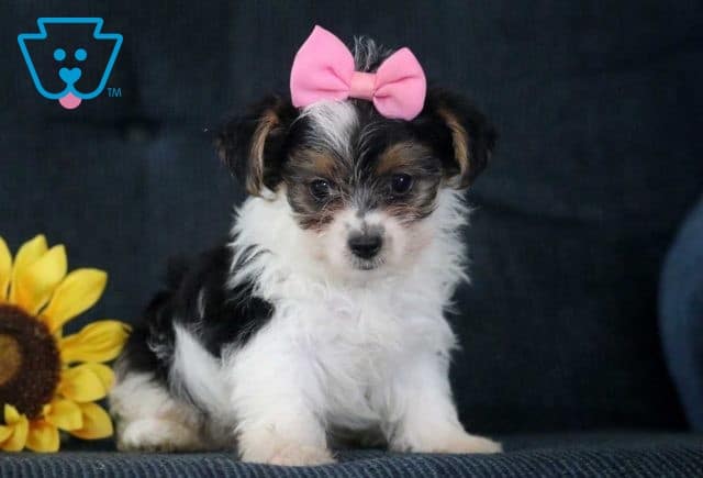 Paige Yorkie2