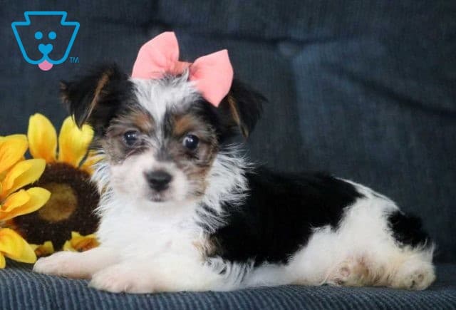 Paris Yorkie