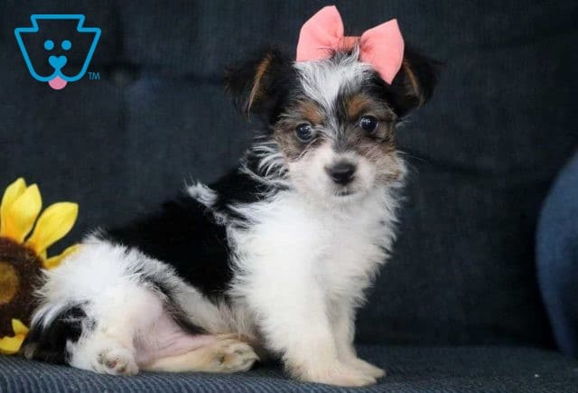 Paris Yorkie2