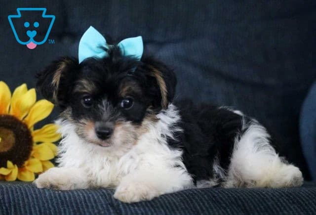 Parker Yorkie