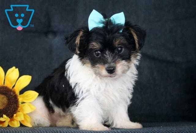 Parker Yorkie2