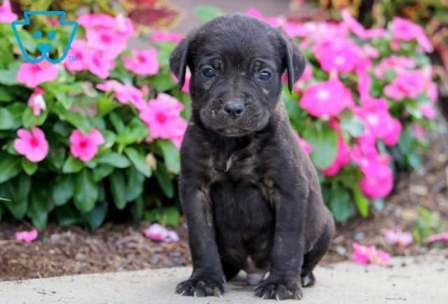 Paz Cane Corso 1-001