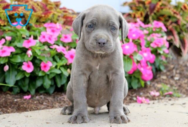 Phoenix Cane Corso 1-001