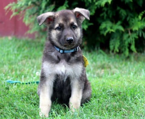 German Shepherd Puppies for Sale | Purebred German Shepherd Breeders