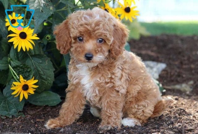 Roxy Cavapoo