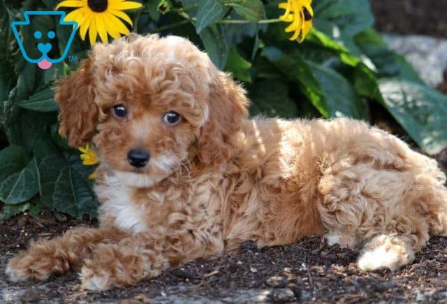 Roxy Cavapoo2