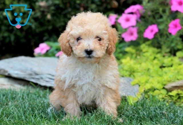 Ruby Toy Poodle 1-001
