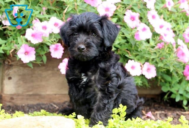 Rusty Poodle Mix 1-001