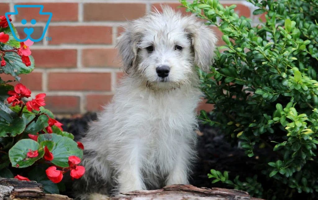 husky mini poodle mix